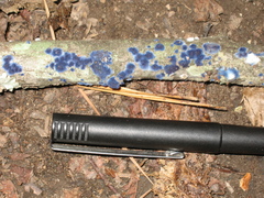 Terana
