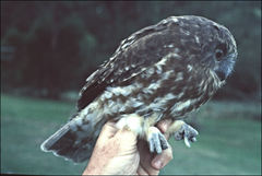 Ninox leucopsis