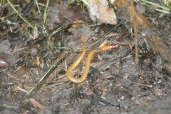 Dicellophilus limatus