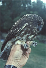 Ninox leucopsis