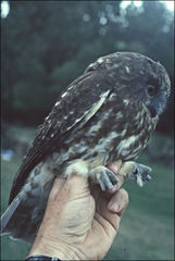 Ninox leucopsis