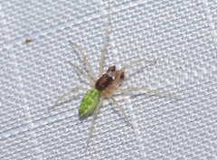 Nigma linsdalei
