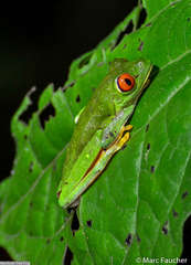 Agalychnis taylori
