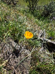 Eschscholzia californica