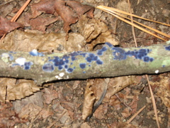 Terana