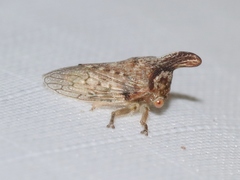 Platycotis