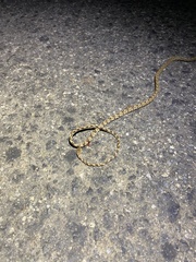 Trimorphodon quadruplex