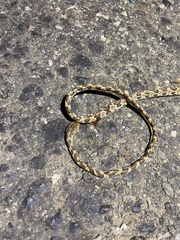 Trimorphodon quadruplex