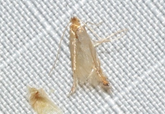 Phyllonorycter inusitatella