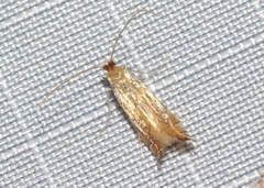 Phyllonorycter inusitatella