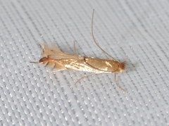 Phyllonorycter inusitatella