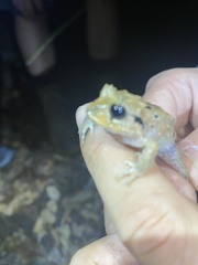 Craugastor megacephalus