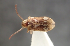 Ptinomorphus imperialis