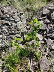 Toxicodendron diversilobum