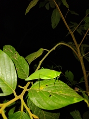 Petaloptera zendala image