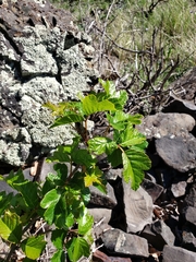 Toxicodendron diversilobum