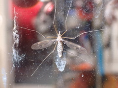 Leptotarsus cubitalis