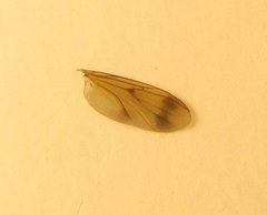 Leia oblectabilis