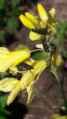 Astylus bourgeoisi