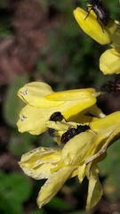 Astylus bourgeoisi