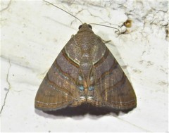 Eulepidotis caeruleilinea