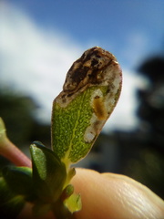 Hypurus bertrandi
