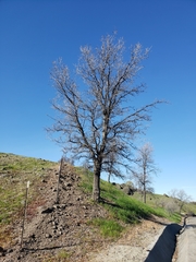Quercus lobata