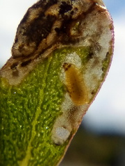 Hypurus bertrandi