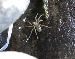 Diapontia
