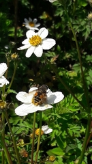 Eristalis bogotensis