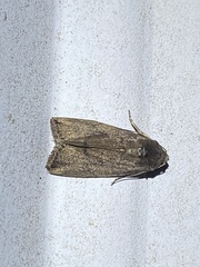 Athetiina
