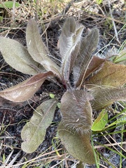 Hieracium megacephalon