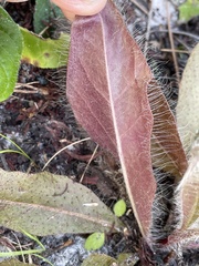 Hieracium megacephalon