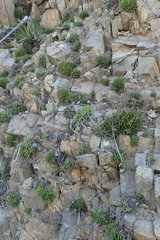 Dudleya viscida