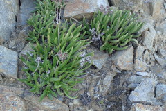 Dudleya viscida
