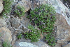 Dudleya viscida