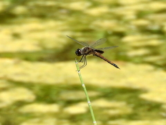 Tramea cophysa