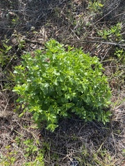Baccharis halimifolia image
