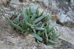 Dudleya viscida