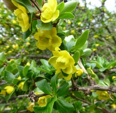 Berberis angulosa