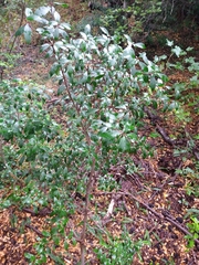 Maytenus magellanica