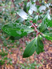 Maytenus magellanica