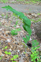 Polygonatum biflorum biflorum