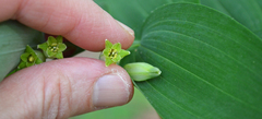 Polygonatum biflorum biflorum