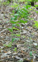 Polygonatum biflorum biflorum