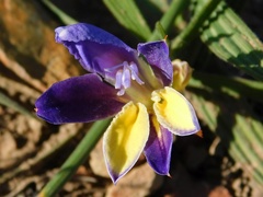 Babiana patula