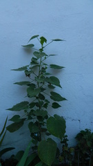 Callianthe pauciflora