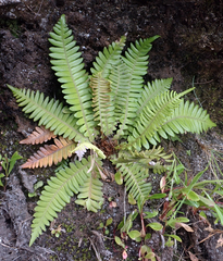 Blechnum durum