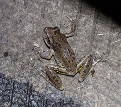 Scinax x-signatus