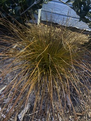 Carex secta